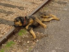 Dog On Tracks Royalty Free Stock Images Dog On Tracks Royalty Free Stock Images