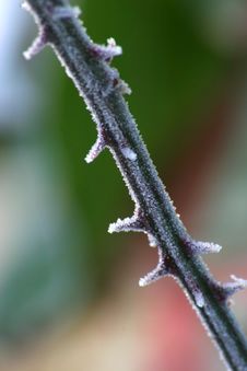 Frozen Thorns 2 Royalty Free Stock Photo Frozen Thorns 2 Royalty Free Stock Photo