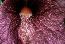 Strange Plant Texture Stock Image Strange Plant Texture Stock Image