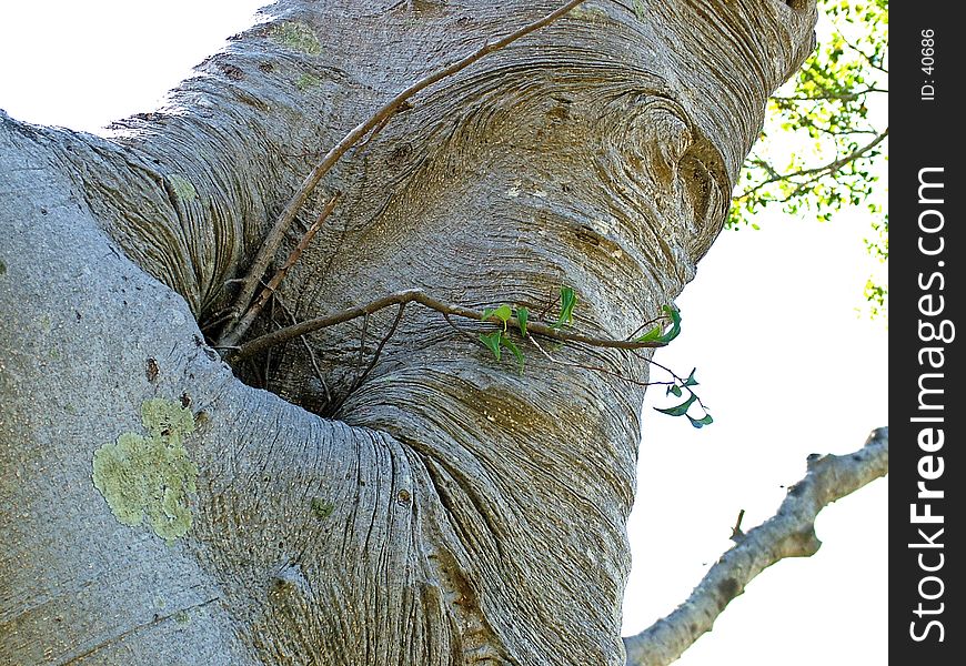 A detailed look at the trunk of a large Fig tree. A detailed look at the trunk of a large Fig tree.