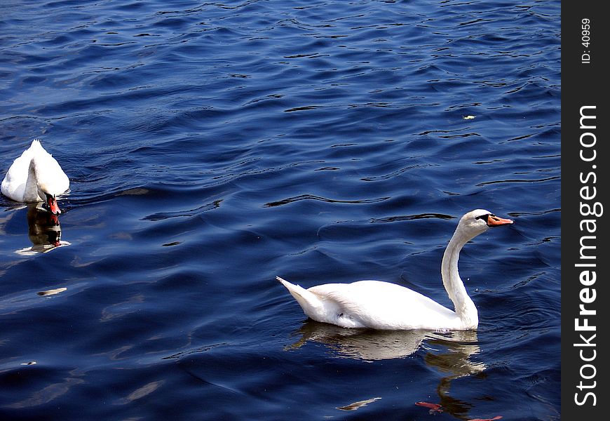 Two Swans swimming in silky water.