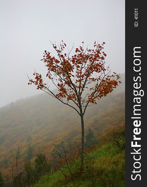 A lonely tree in fog, Shenandoah valley, USA