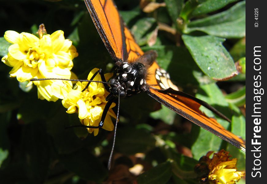 A highly detailed butterfly photo. A highly detailed butterfly photo