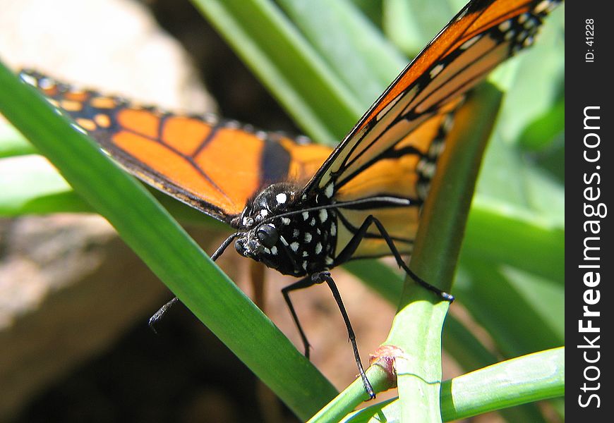 A highly detailed monarch butterfly photo.