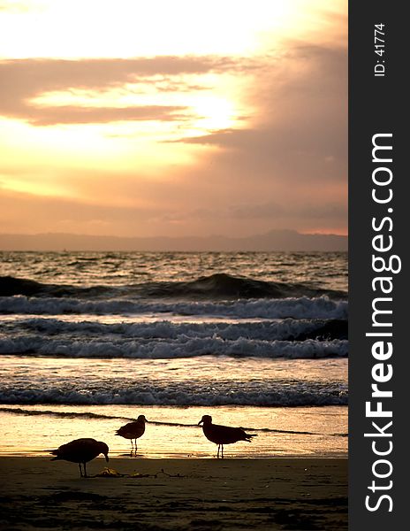 Three gulls on the beach at sunset. Three gulls on the beach at sunset