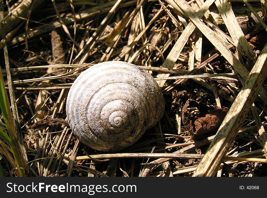 Rusty old snail shell in dry hay. Rusty old snail shell in dry hay