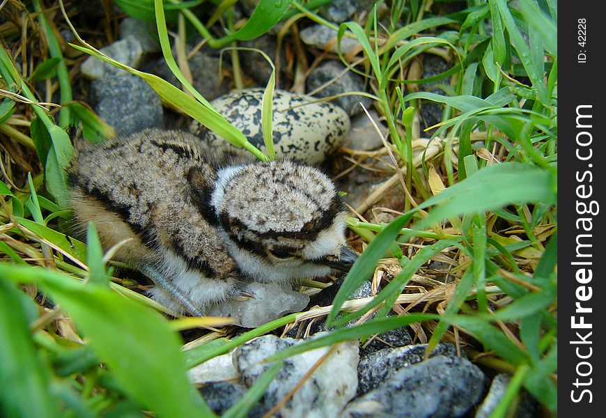 Baby killdeer