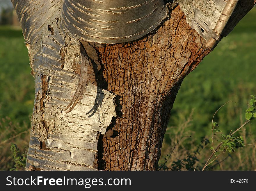 Exposed tree trunk and bark. Exposed tree trunk and bark