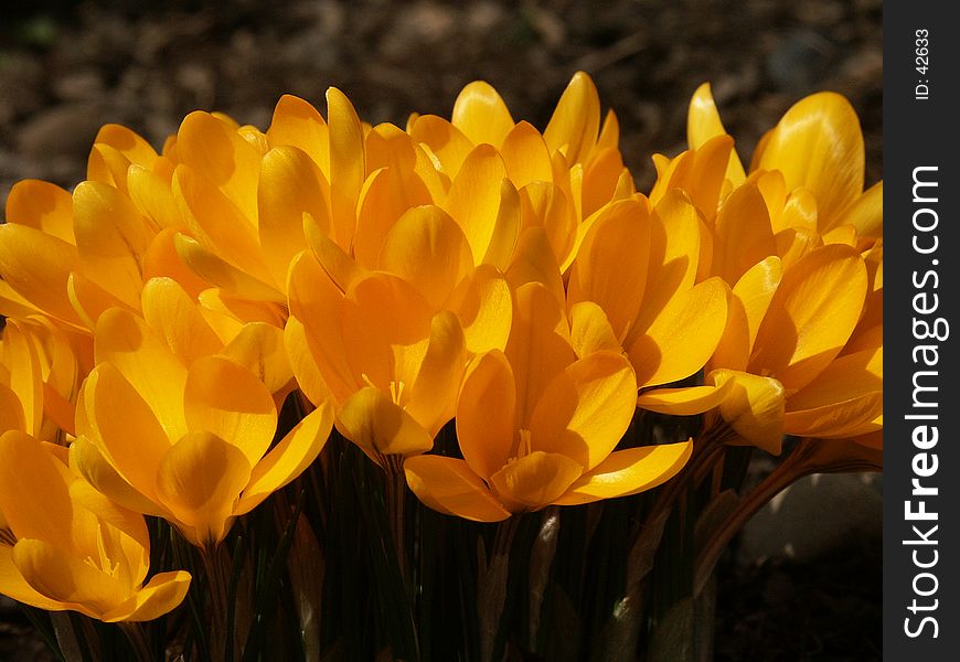 A lot of yellow crocus. A lot of yellow crocus