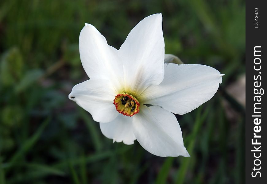 Narcissus with some litte bugs. Narcissus with some litte bugs