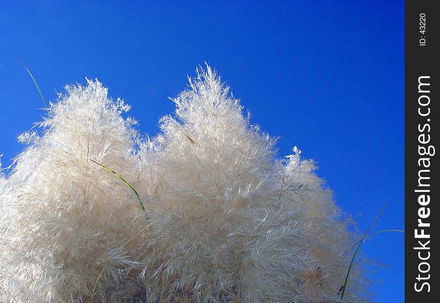 Pampas grass (Cortaderia selloana)with blue sky for a background. Pampas grass (Cortaderia selloana)with blue sky for a background