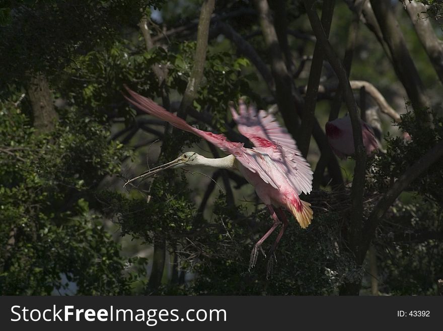 Roseate Spoonbill in flight