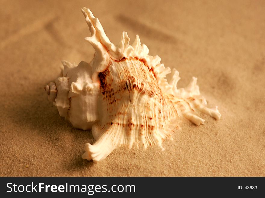 A sea shell sitting on the sand. A sea shell sitting on the sand