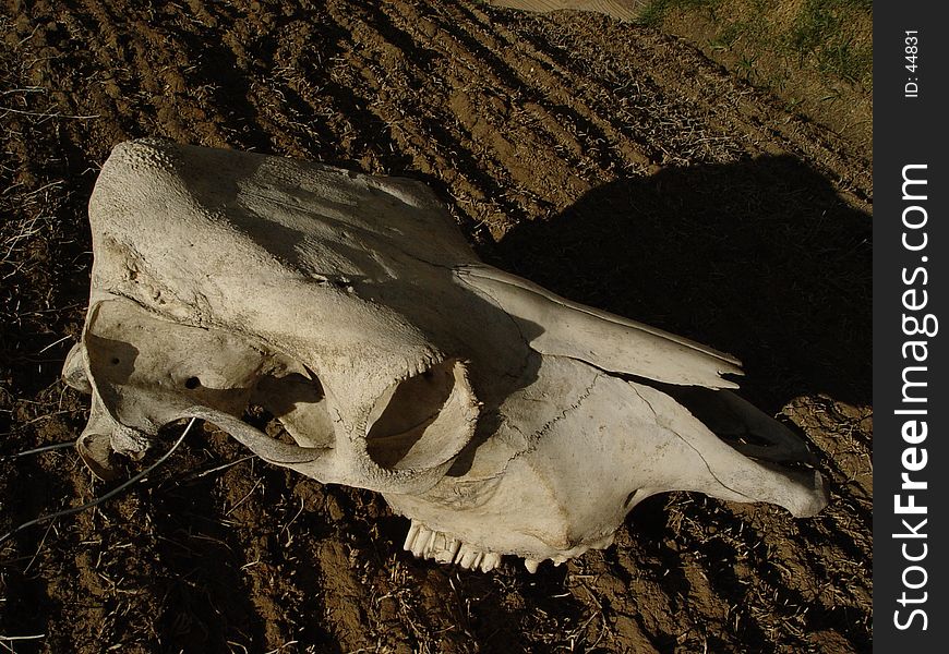 Old dried up cattle skull