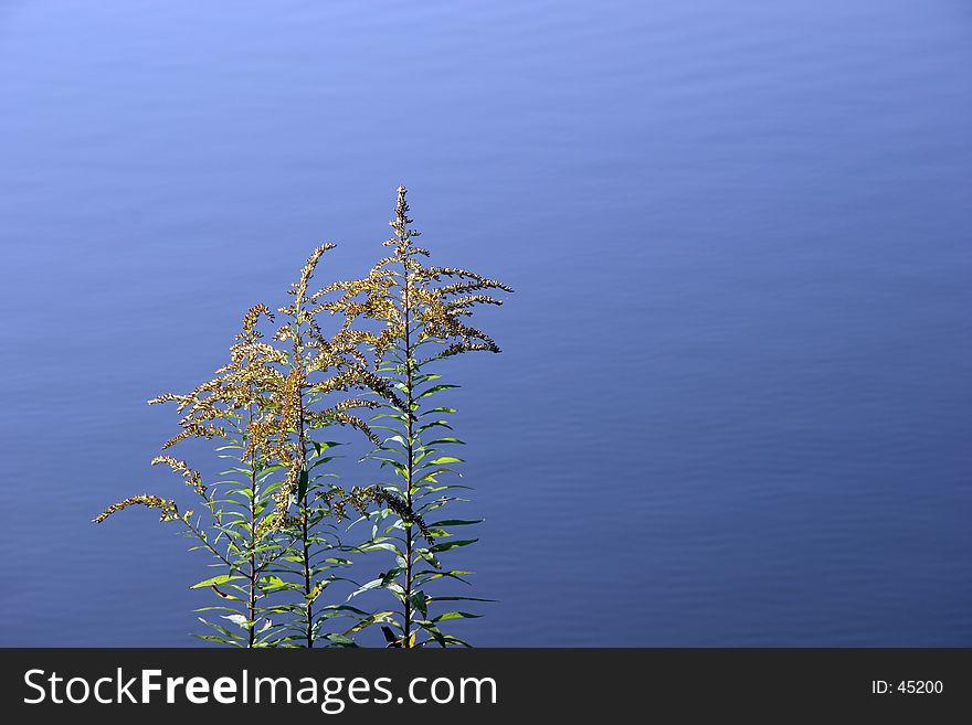 Goldenrod with crisp blue water in background. Goldenrod with crisp blue water in background.