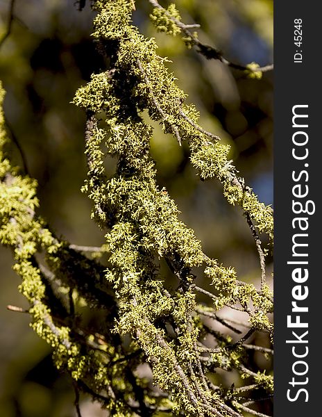Branches covered in Moss