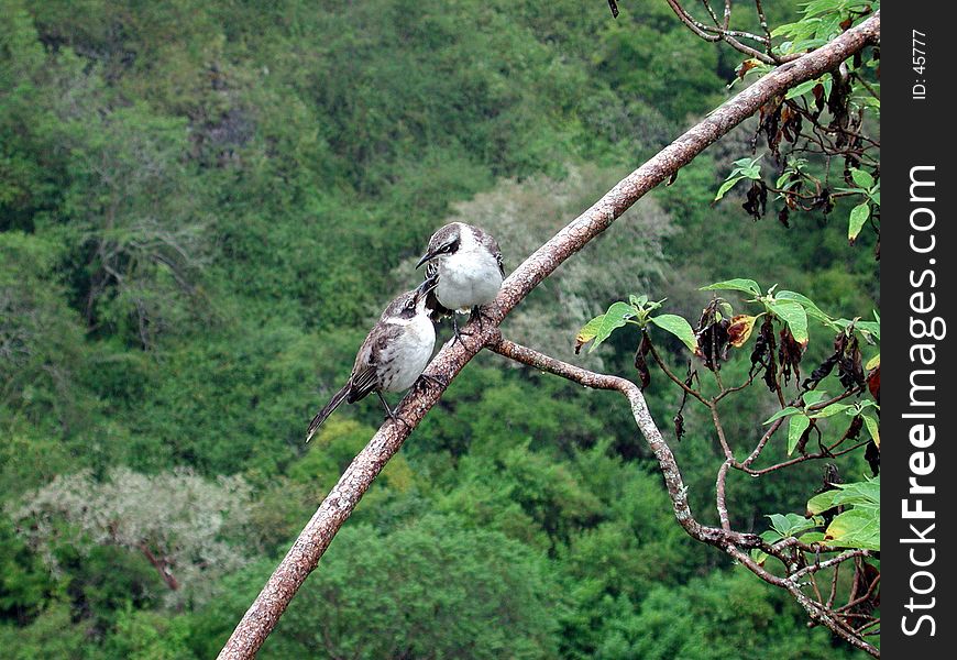 Two birds having a chat on a branch. Two birds having a chat on a branch