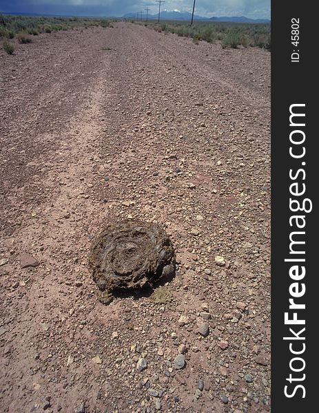 A cow patty right in the middle of the road. A cow patty right in the middle of the road