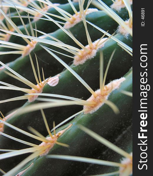 Cactus - an unique perspective