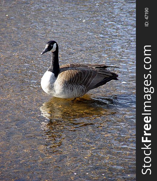 Creek Goose