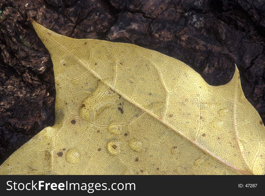Wet leaf on a tree stump after a rain Visible film grain.