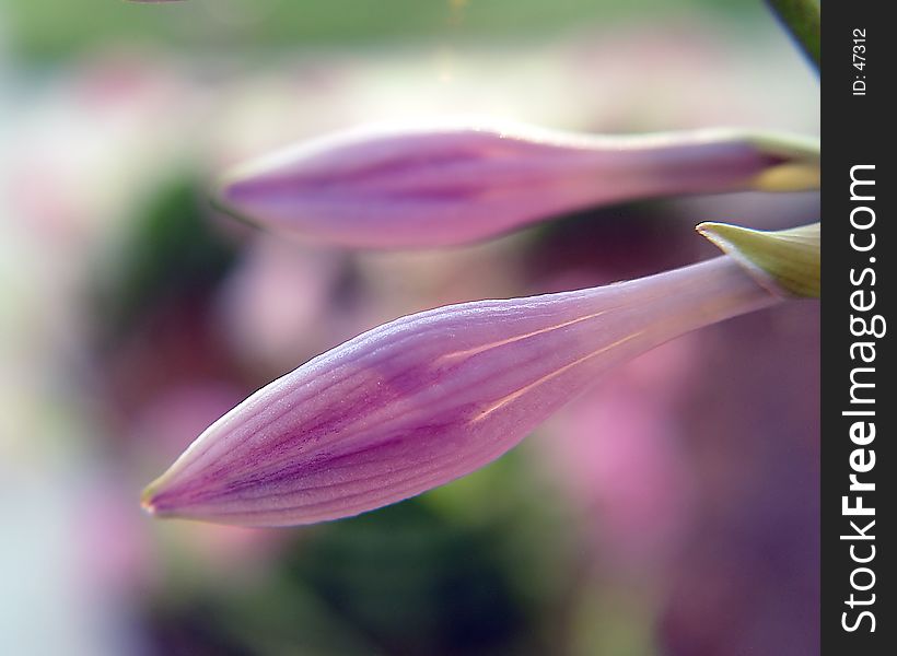 Two closed hastas flowers. Two closed hastas flowers