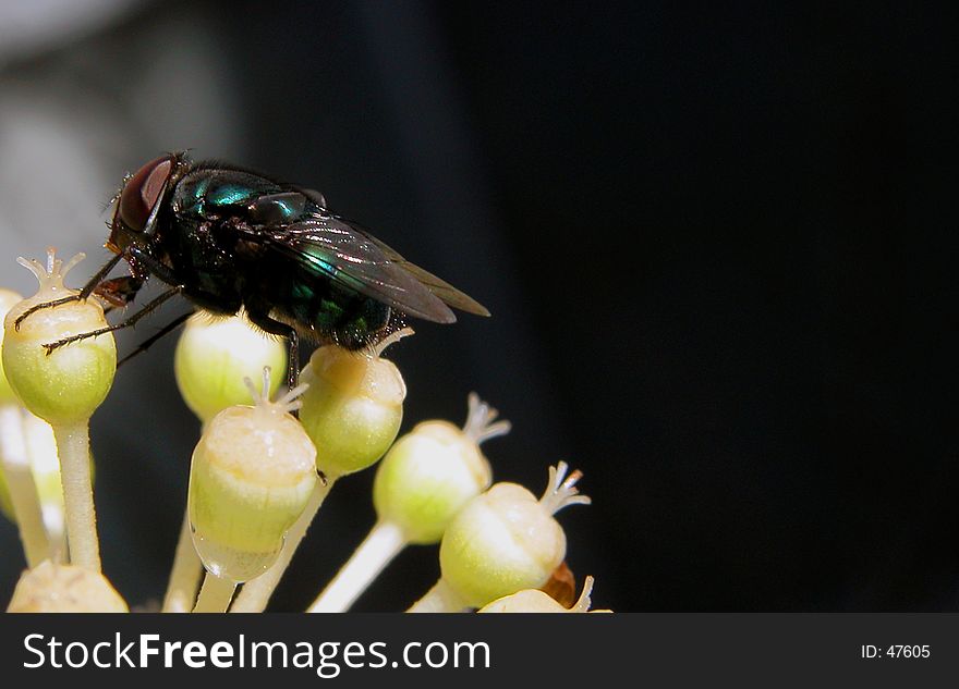 A fly inspecting some flowers buds. A fly inspecting some flowers buds.....