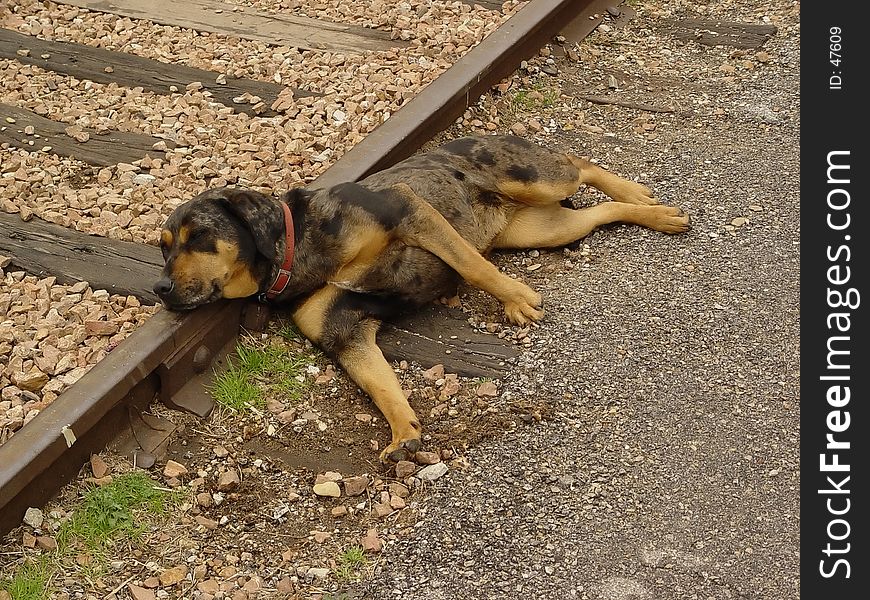Dog on Tracks