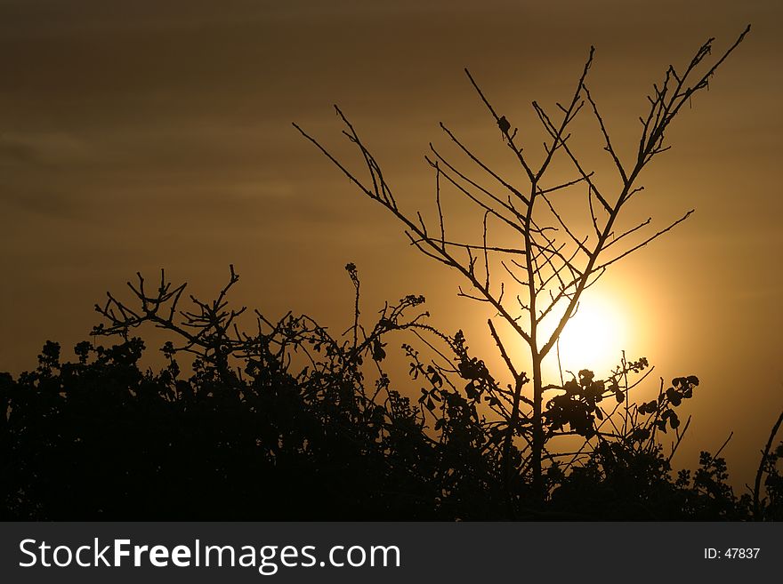 The sun rises behind some branches. The sun rises behind some branches