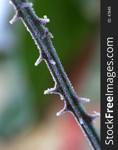 Frosted thorny stalk. Shallow depth of field. Frosted thorny stalk. Shallow depth of field.