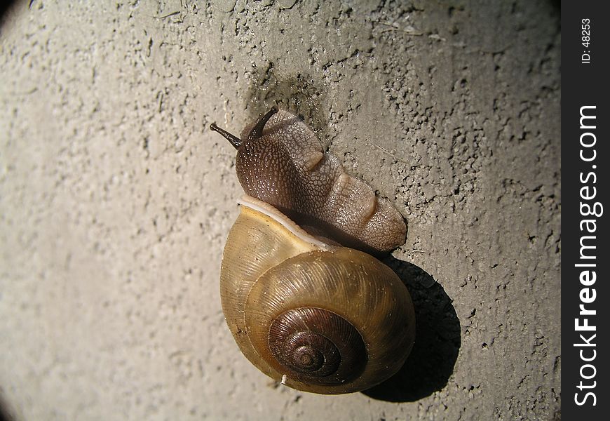 Snail making his way up a wall. Snail making his way up a wall