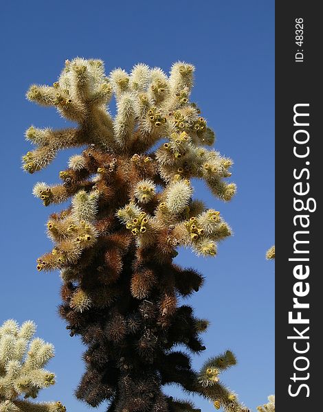 Cholla cactus photographed in the Mojave Desert.