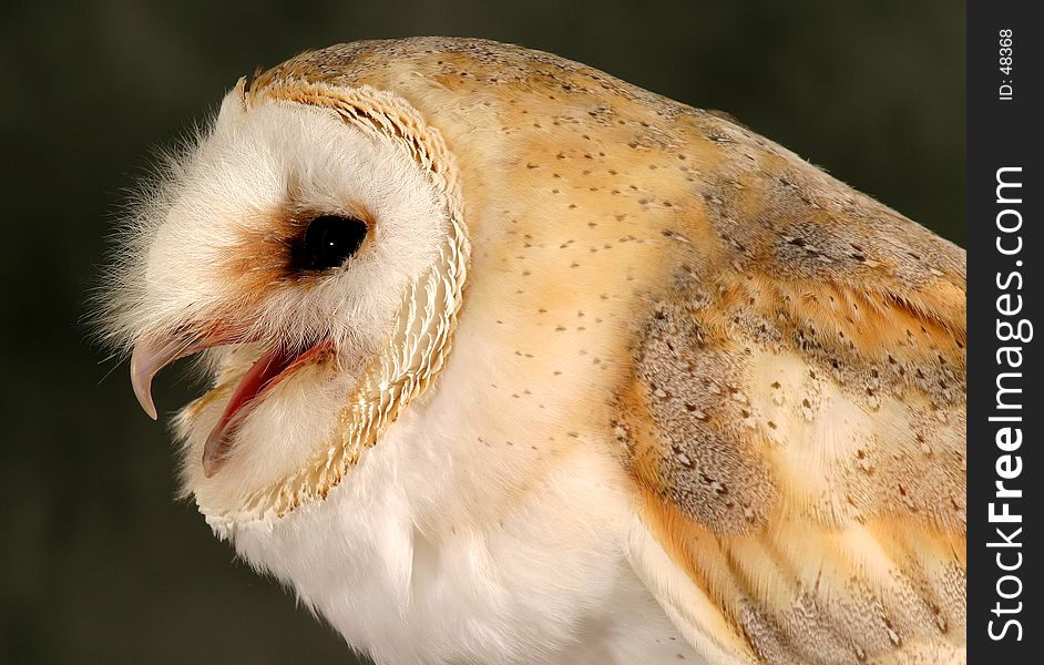 Barn Owl