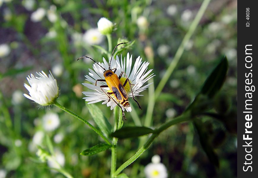 A beetle on a flower. A beetle on a flower
