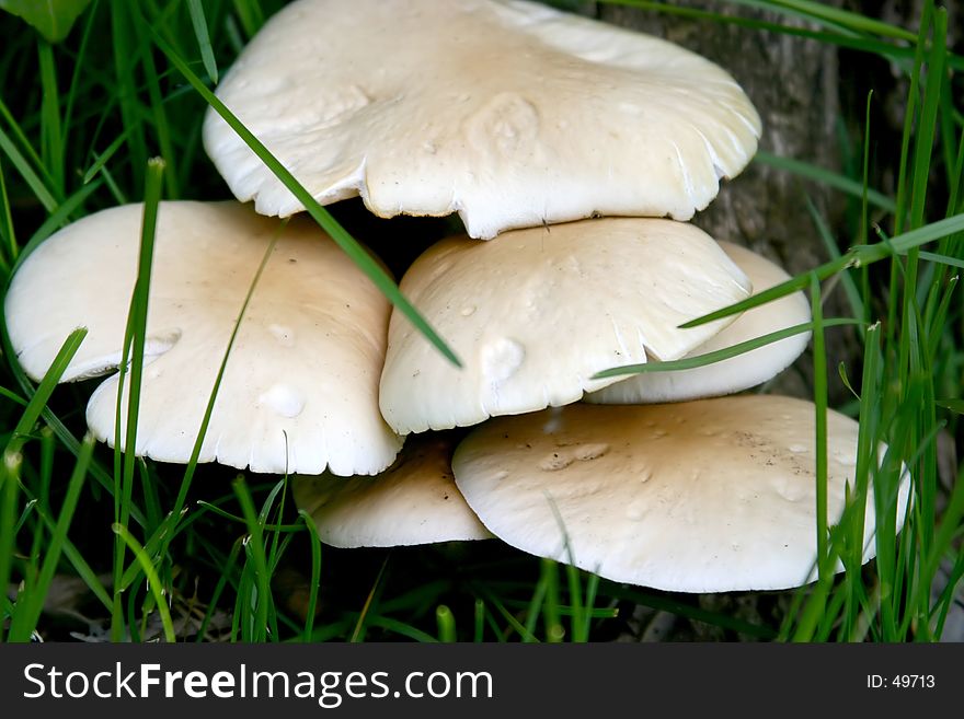 Close up of mushrooms in the field