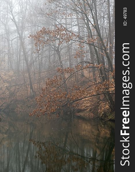 A tree still holds it's dried leaves as it hangs over a pond in Northeastern Ohio. Photographed on a very misty, foggy morning in late fall. A tree still holds it's dried leaves as it hangs over a pond in Northeastern Ohio. Photographed on a very misty, foggy morning in late fall.