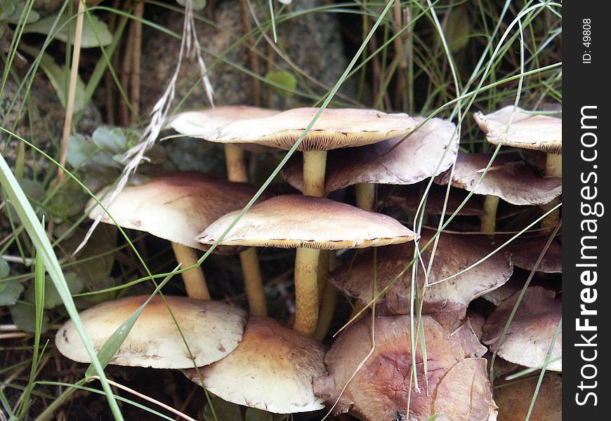 Bulgarian Mushrooms