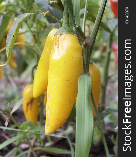 Bulgarian Pepper