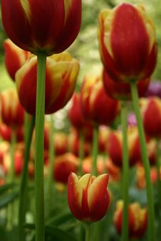 Tulips Stock Photo Tulips Stock Photo