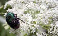 Rose Chafer Royalty Free Stock Photography