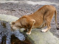 Lioness Drinking Stock Photo
