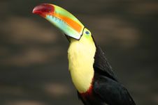 Toucan Royalty Free Stock Image Toucan Royalty Free Stock Image