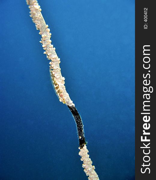 Transparent goby fish living on whip-coral. Transparent goby fish living on whip-coral