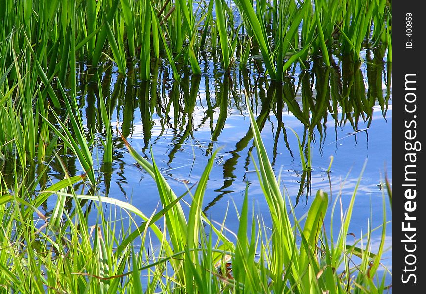 Grass growing in water. Natural background. Grass growing in water. Natural background