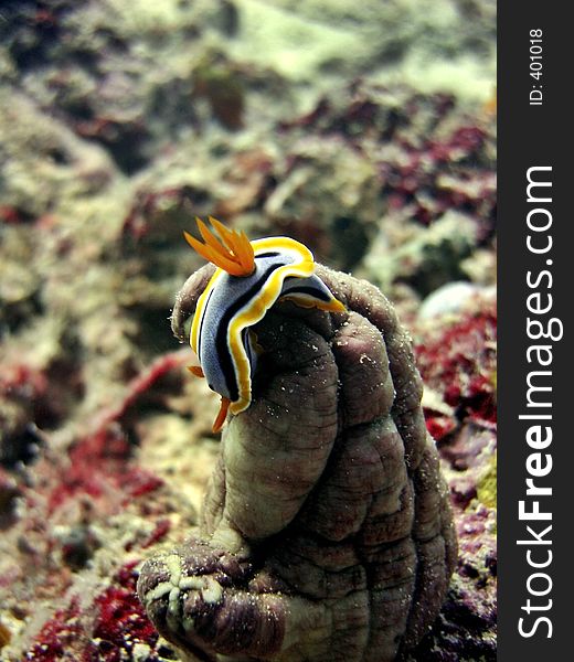 Chromodoris magnifica sleeping?. Chromodoris magnifica sleeping?