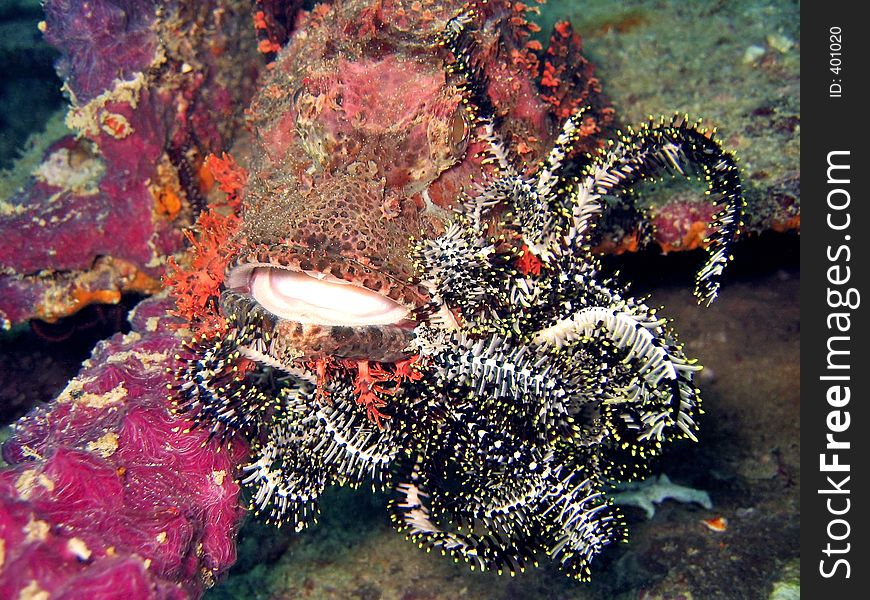 This scorpionfish is stuck with a feather-star on its face. This scorpionfish is stuck with a feather-star on its face