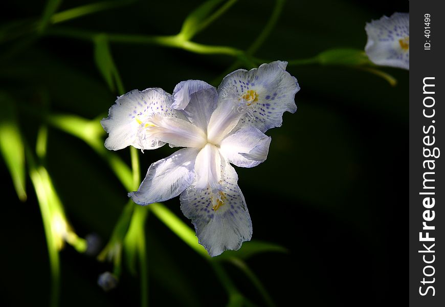 Spring Bloom