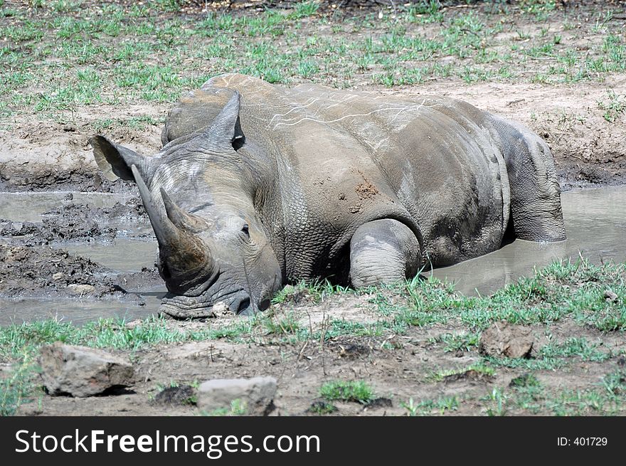 Rhino cooling off in mud pool, Africa. Rhino cooling off in mud pool, Africa.