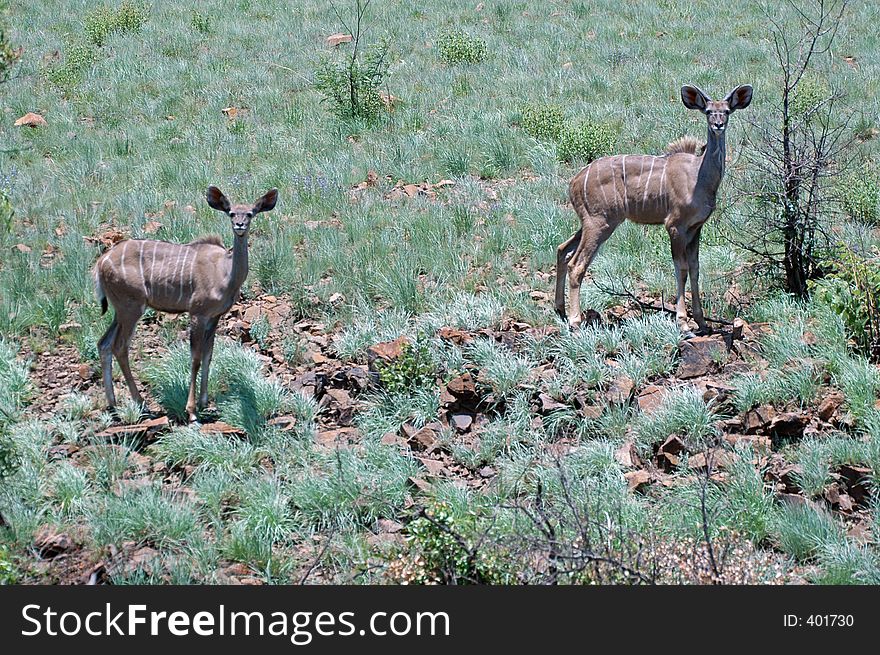 Large elegant antelope with white stripes on the flanks. Large elegant antelope with white stripes on the flanks.