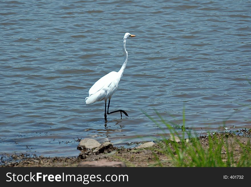 A brilliant white bird, the largest of the white egrets. A brilliant white bird, the largest of the white egrets.